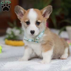 Hendricks, Pembroke Welsh Corgi Puppy